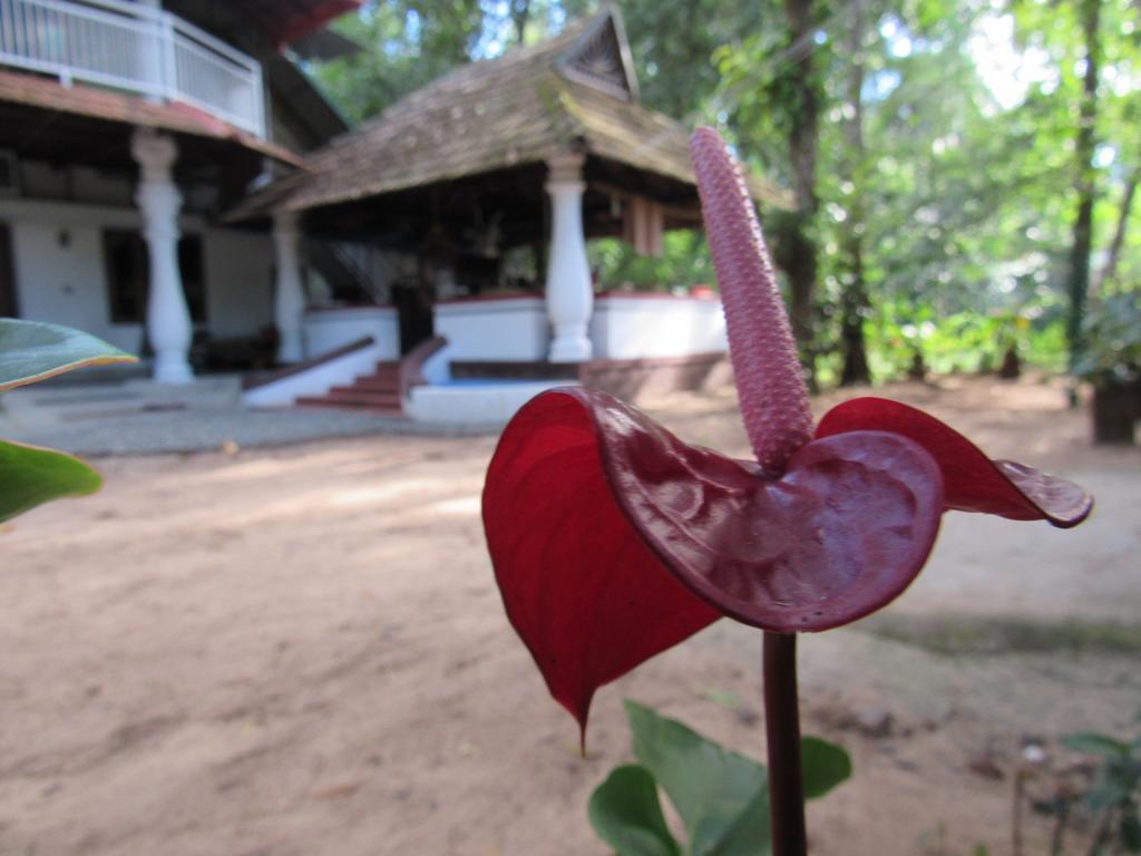 马拉伊梦b&B民宿 Alappuzha 外观 照片