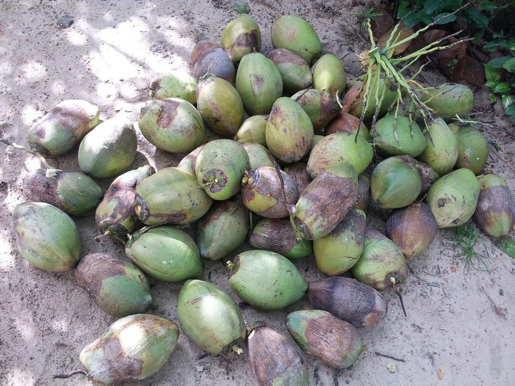 马拉伊梦b&B民宿 Alappuzha 外观 照片